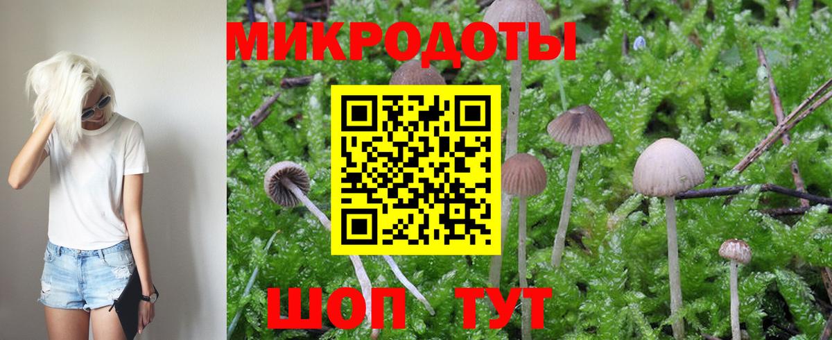 Псилоцибиновые грибы Psilocybe  Горно-Алтайск  Псилоцибиновые грибы прущие грибы 