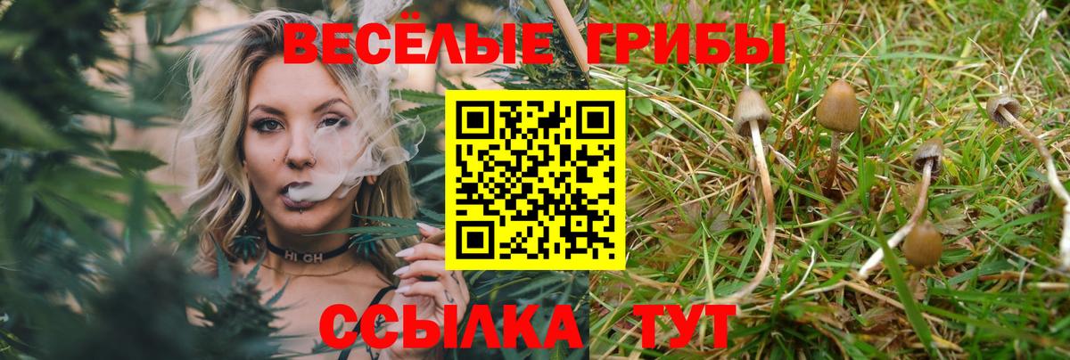 Псилоцибиновые грибы прущие грибы  Вход с VPN  Горно-Алтайск  Галлюциногенные грибы мицелий 